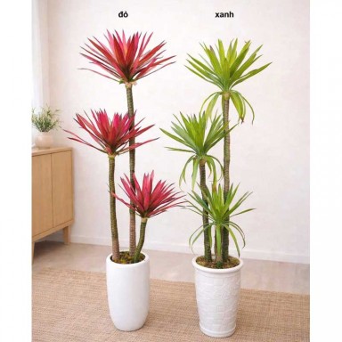 Cây phát tài lá đỏ 3 thân 